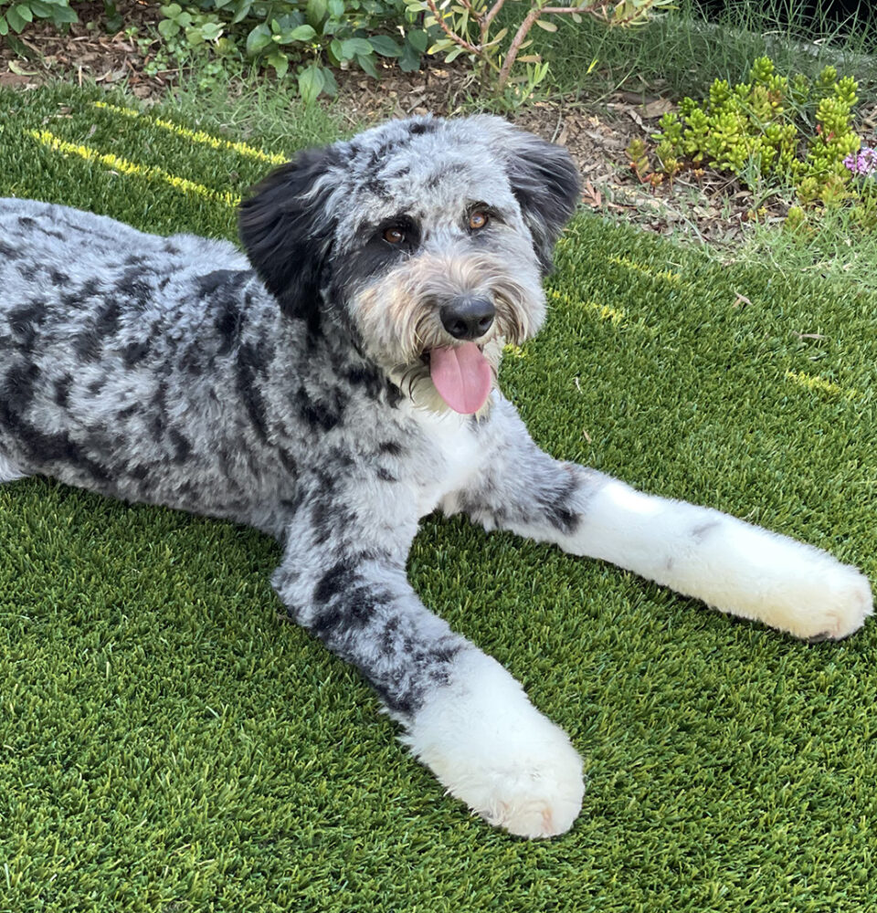 therapy dog