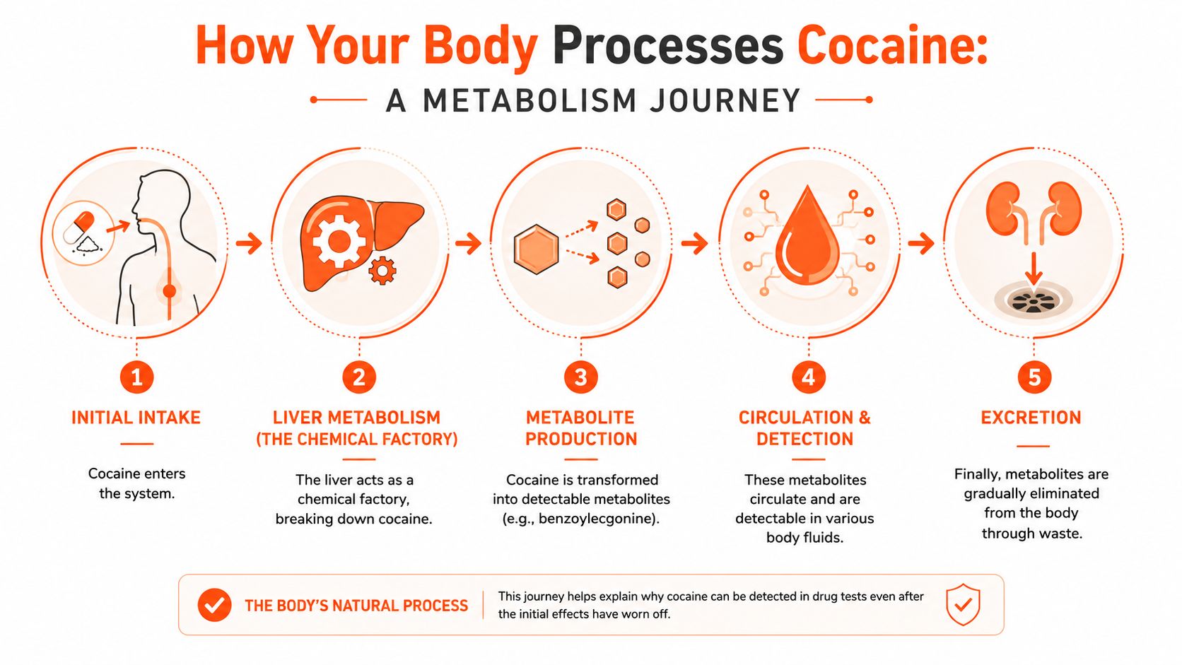 A diagram illustrating the five stages of how the human body processes and metabolizes cocaine.