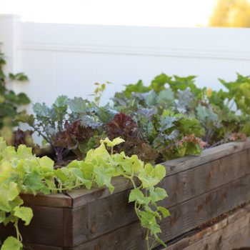 Gardening and Outdoor Activities
