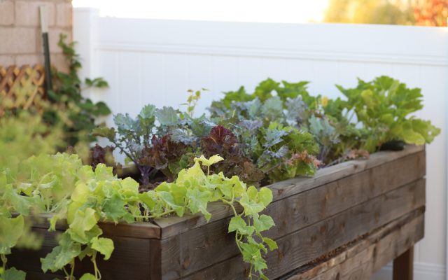 Gardening and Outdoor Activities
